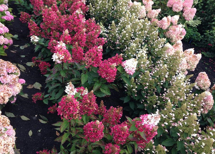 Hydrangea paniculata 'MAGICAL® Vesuvio' Hydrangea paniculata 'MAGICAL® Vesuvio'