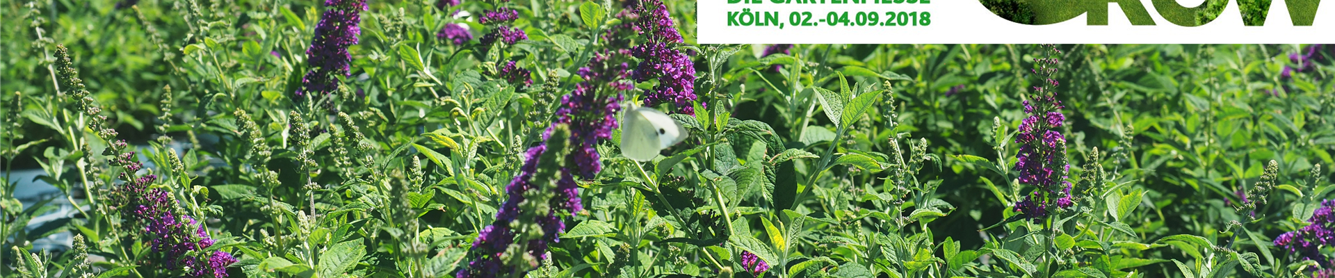buddleja_spoga.jpg buddleja_spoga.jpg