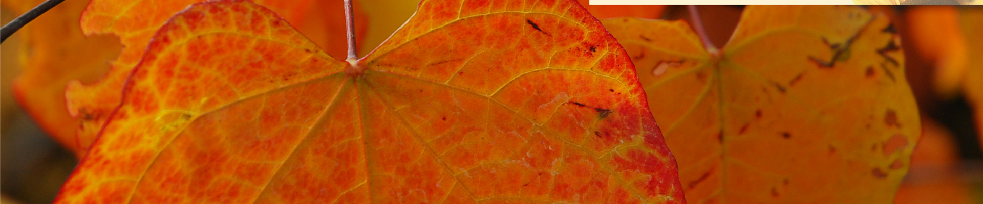 herbstfloratrend_2018.jpg herbstfloratrend_2018.jpg