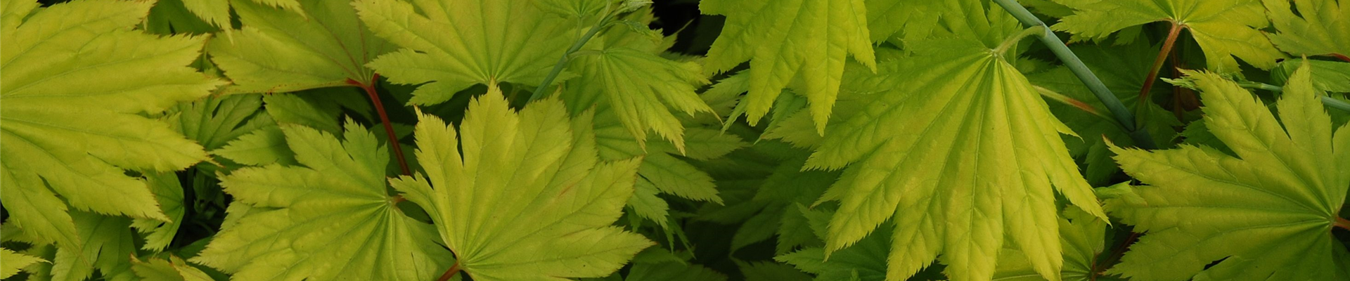 Acer_04.JPG Acer_04.JPG