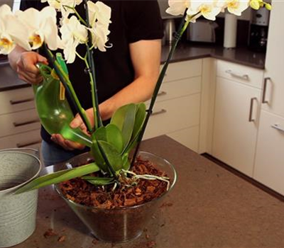Orchidee - Einpflanzen in ein Gefäß Orchidee - Einpflanzen in ein Gefäß