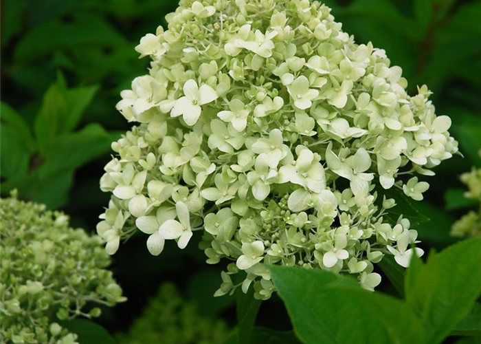 Hydrangea paniculata 'Limelight'Ⓢ Hydrangea paniculata 'Limelight'Ⓢ
