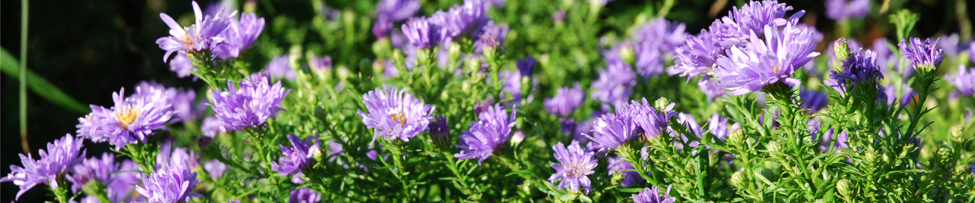 pflanzzeit_02.jpg pflanzzeit_02.jpg