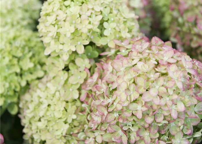 Hydrangea paniculata 'Little Lime'® Hydrangea paniculata 'Little Lime'®