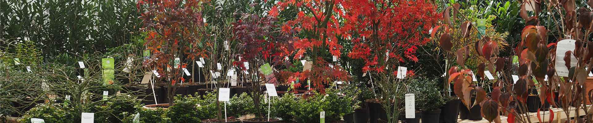 WM_news_start.jpg WM_news_start.jpg