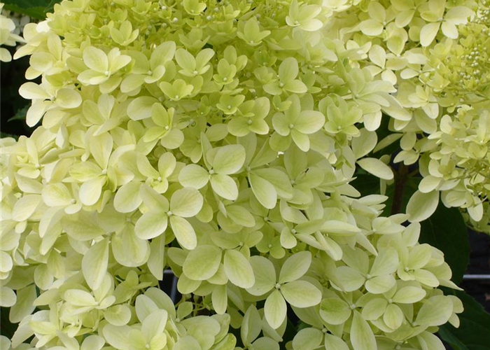 Hydrangea paniculata 'Phantom' Hydrangea paniculata 'Phantom'