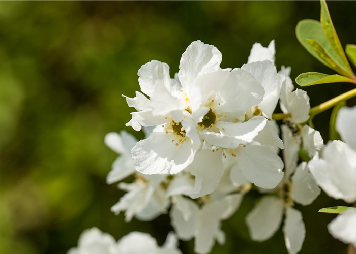 Exochorda racemosa 'Magical Springtime'® Exochorda racemosa 'Magical Springtime'®