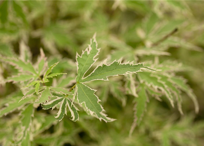 Acer palmatum 'Butterfly' Acer palmatum 'Butterfly'