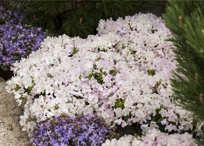 Rhododendron keleticum 'Robert Seleger' Rhododendron keleticum 'Robert Seleger'