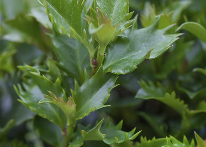 Ilex meserveae 'Little Rascal' Ilex meserveae 'Little Rascal'