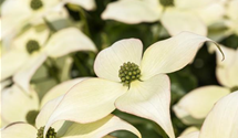 Japanischer Blumen-Hartriegel 'Schmetterling'