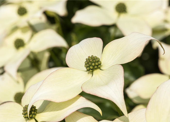 Cornus kousa chinensis 'Schmetterling' Cornus kousa chinensis 'Schmetterling'