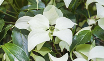 Japanischer Blumen-Hartriegel 'Schmetterling'