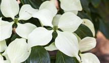 Japanischer Blumen-Hartriegel 'Schmetterling'
