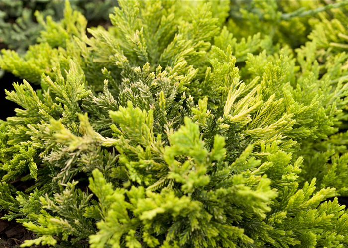 Juniperus horizontalis 'Golden Carpet' Juniperus horizontalis 'Golden Carpet'