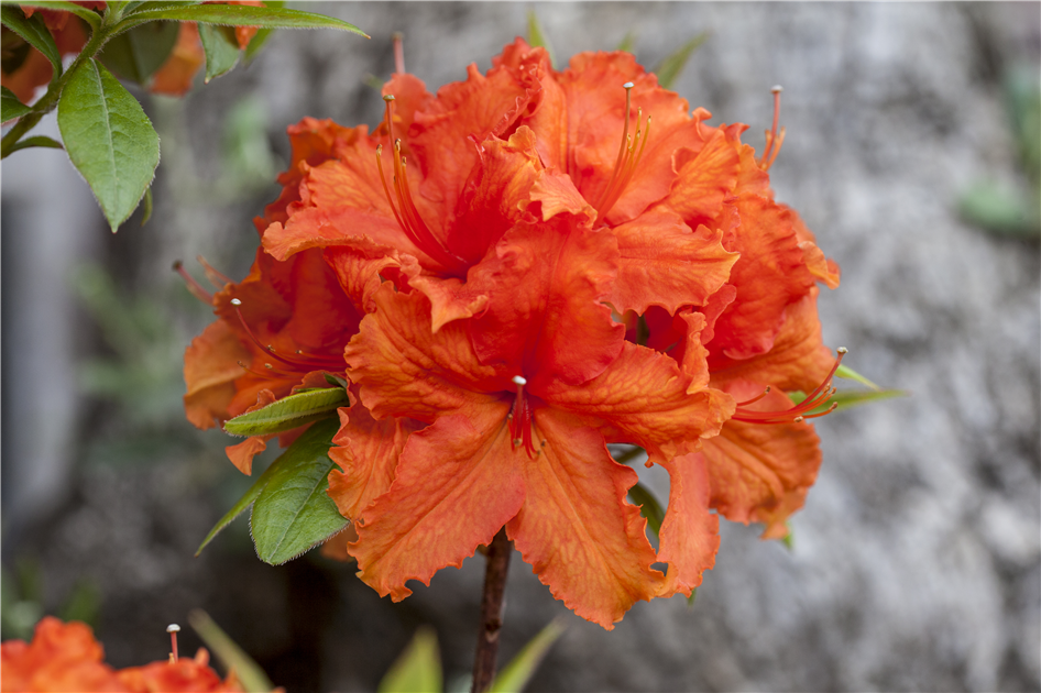 Rhododendron luteum 'Golden Eagle'