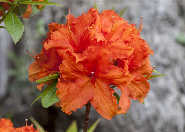 Rhododendron luteum 'Golden Eagle' Rhododendron luteum 'Golden Eagle'