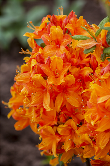 Rhododendron luteum 'Golden Eagle'