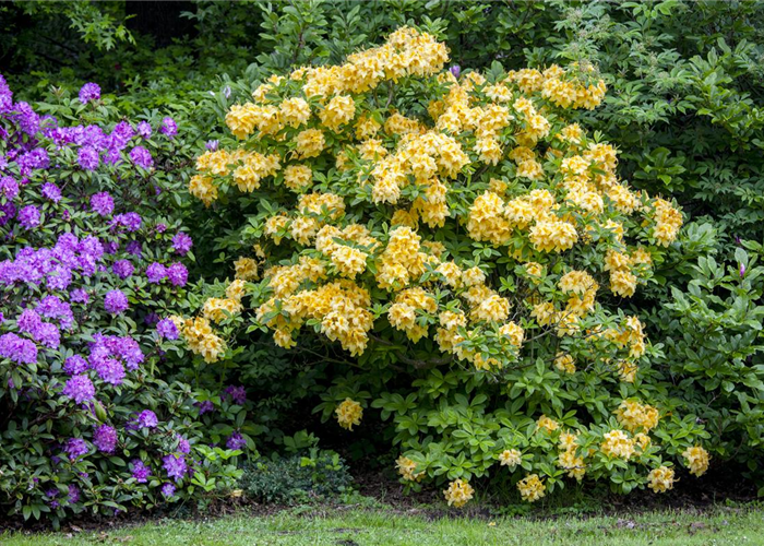 Rhododendron luteum 'Goldpracht' Rhododendron luteum 'Goldpracht'