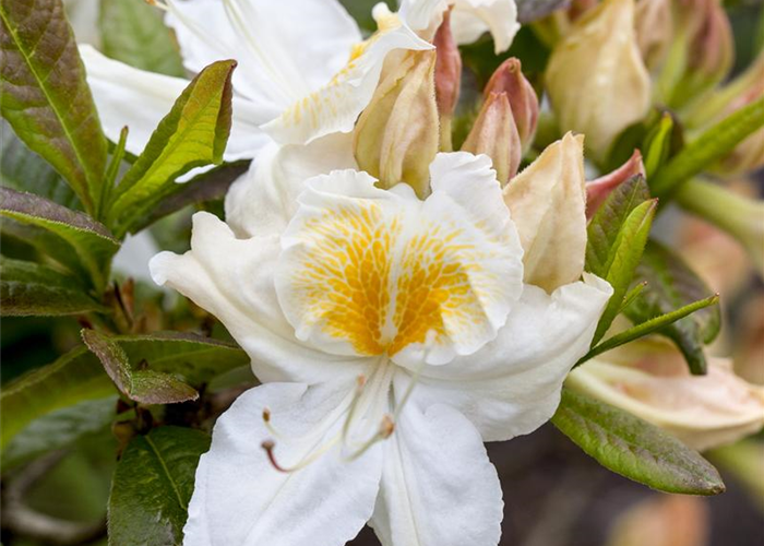 Rhododendron luteum 'Möwe' Rhododendron luteum 'Möwe'