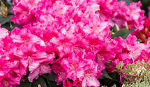 Rhododendron 'Caruso'®