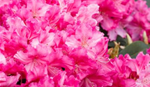Rhododendron 'Caruso'®