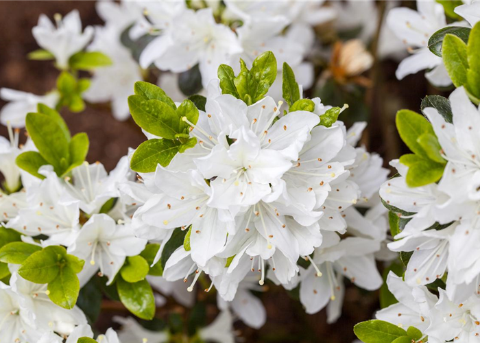 Rhododendron obtusum 'Inas Diamond'® Rhododendron obtusum 'Inas Diamond'®