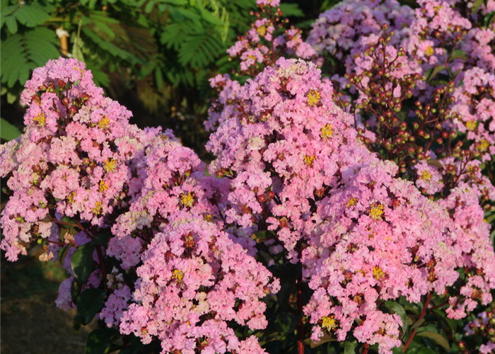 Lagerstroemia indica 'Rhapsody in Pink'® Lagerstroemia indica 'Rhapsody in Pink'®
