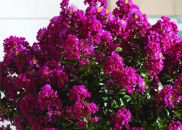 Lagerstroemia indica 'Berry Dazzle'® Lagerstroemia indica 'Berry Dazzle'®