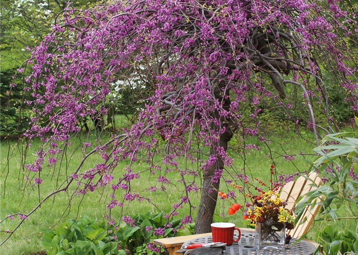 Cercis canadensis 'Lavender Twist'™ Cercis canadensis 'Lavender Twist'™