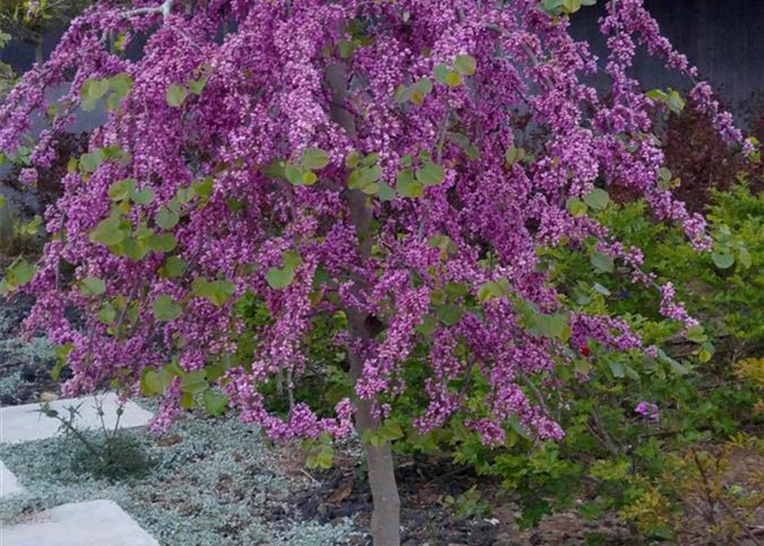 Cercis canadensis 'Traveller' Cercis canadensis 'Traveller'
