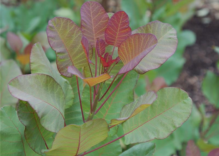 Cotinus coggygria 'Old Fashioned'® Cotinus coggygria 'Old Fashioned'®