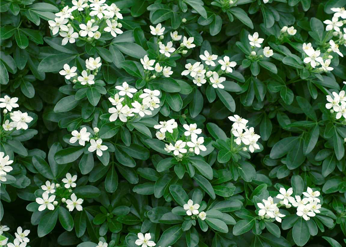 Choisya ternata Choisya ternata