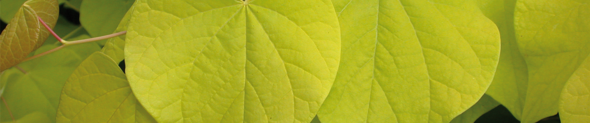 hot_start_Cercis2019.jpg hot_start_Cercis2019.jpg