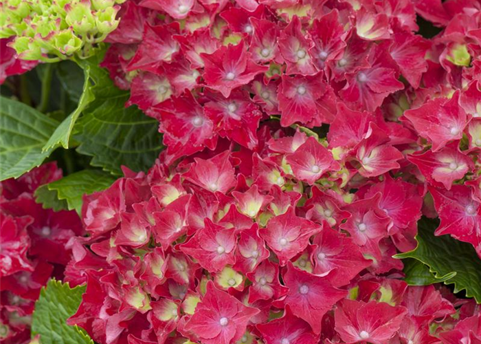 Hydrangea macrophylla 'Royal Red'® Hydrangea macrophylla 'Royal Red'®