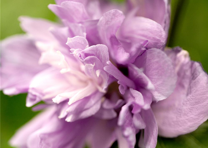 Hibiscus syriacus 'Ardens' Hibiscus syriacus 'Ardens'