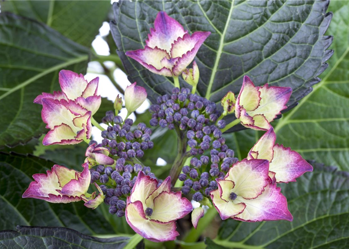 Hydrangea macrophylla 'Dark Angel'® Hydrangea macrophylla 'Dark Angel'®