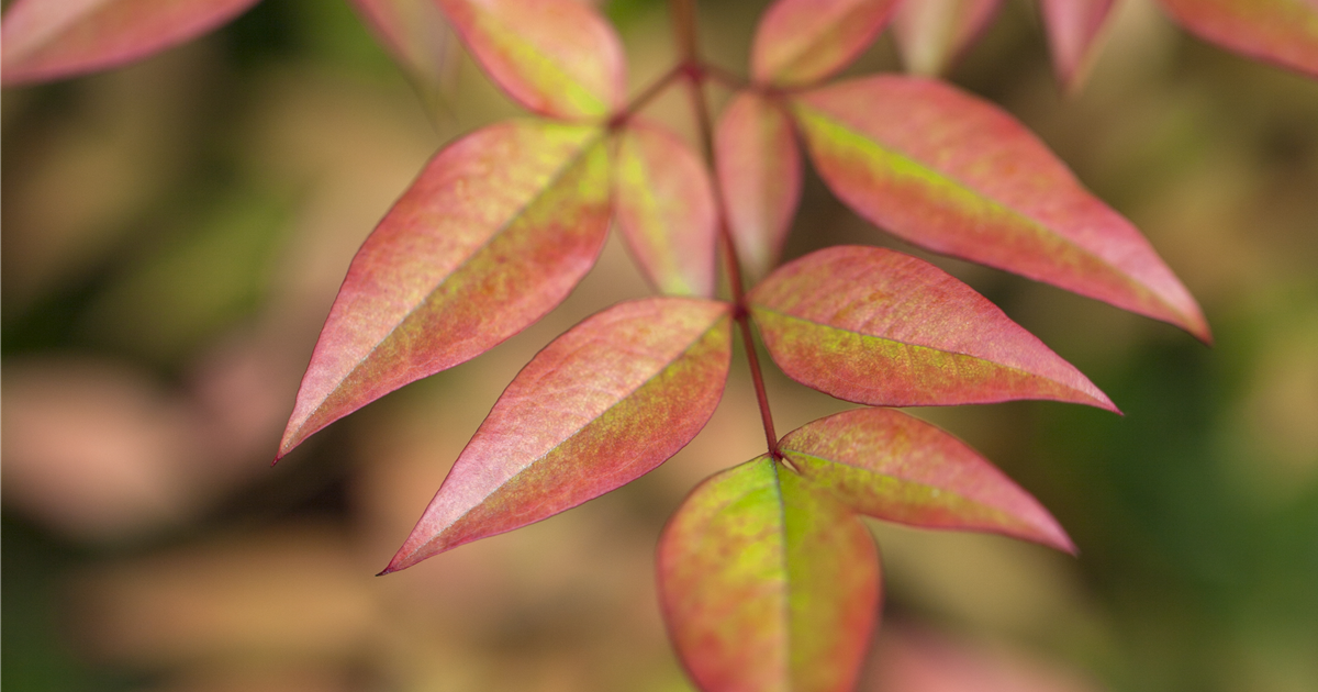 Nandina domestica