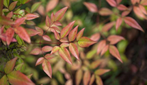 Nandina domestica