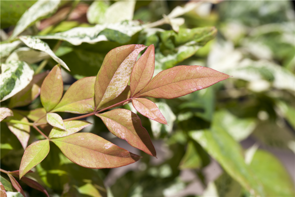 Nandina domestica - Heiliger Bambus