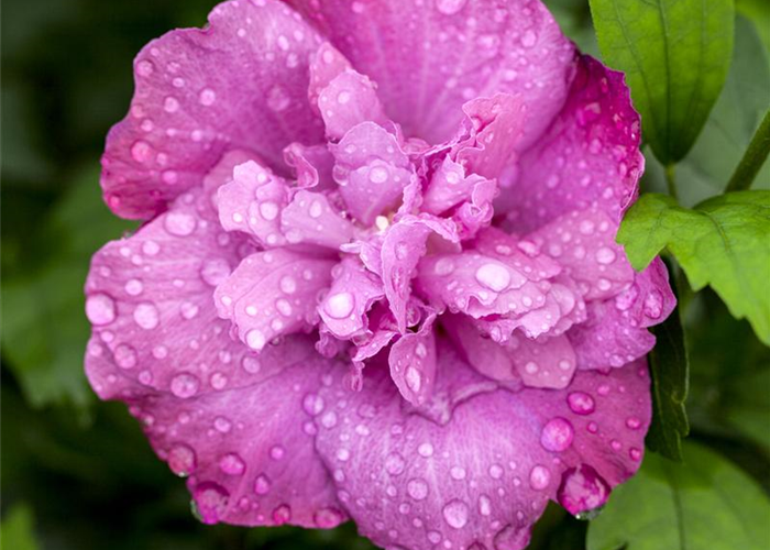 Hibiscus syriacus 'Magenta Chiffon'® Hibiscus syriacus 'Magenta Chiffon'®