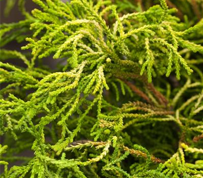 Chamaecyparis obtusa 'Gitte' Chamaecyparis obtusa 'Gitte'