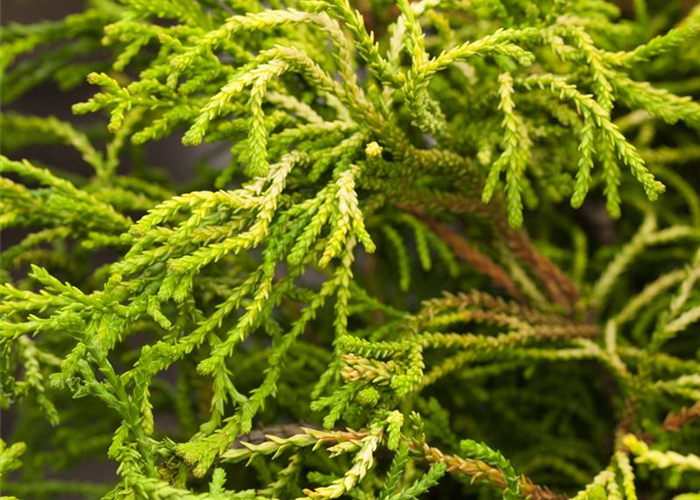 Chamaecyparis obtusa 'Gitte' Chamaecyparis obtusa 'Gitte'