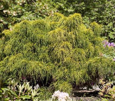 Chamaecyparis pisifera 'Nana' Chamaecyparis pisifera 'Nana'