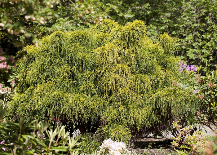 Chamaecyparis pisifera 'Nana' Chamaecyparis pisifera 'Nana'