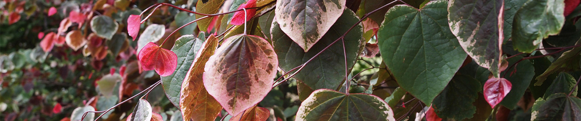 news_start_sweetheart.jpg news_start_sweetheart.jpg