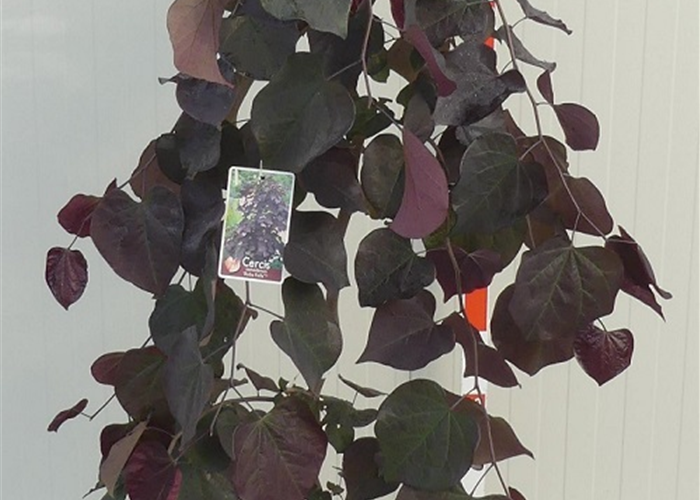 Cercis canadensis 'Ruby Falls' Cercis canadensis 'Ruby Falls'