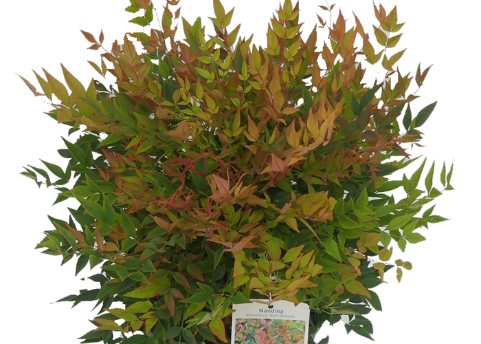 Nandina domestica 'Gulf Stream' Nandina domestica 'Gulf Stream'
