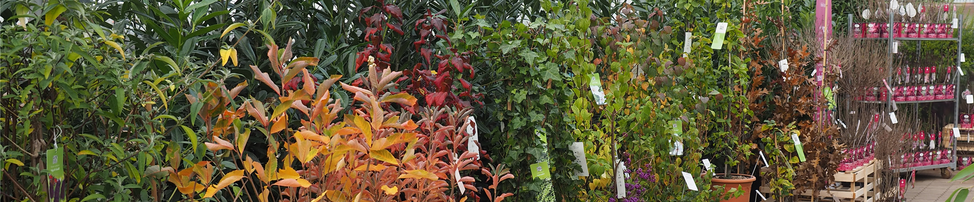 wintermesse19_20_news_start.jpg wintermesse19_20_news_start.jpg