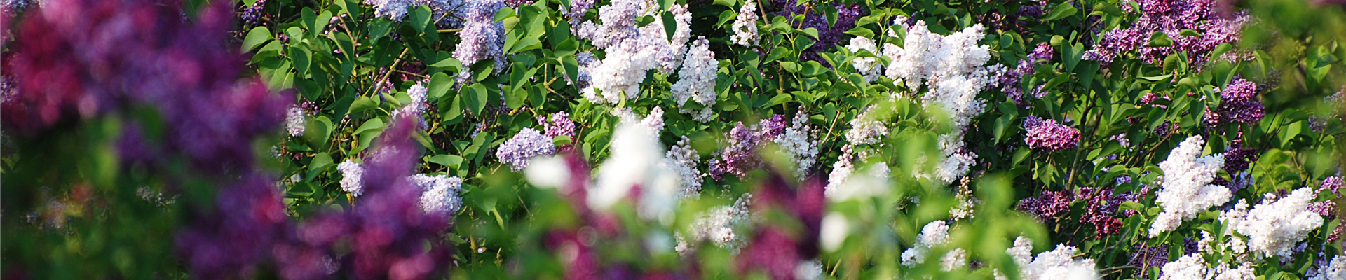 bluetenmeer_01.jpg bluetenmeer_01.jpg